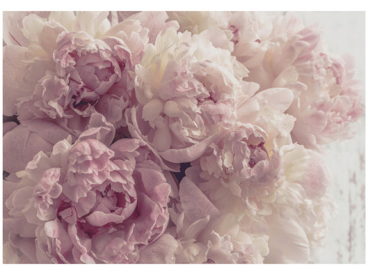 Pink peony flower wall mural for bedroom or living room, wallpaper 400x280