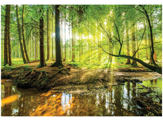 Forest Sun Wall Mural for the Bedroom or Living Room, Non-Woven Wallpaper, 400x280