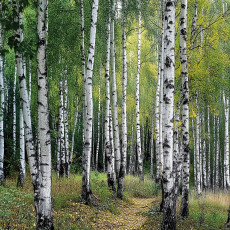 3D fotófal: nyírfaerdő, hálószoba, nappali, flizelin hátterű tapéta, 150x105 cm