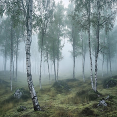 3D-s fotófal: nyírfaerdő, természet, köd – hálószoba, nappali falára, 150x105 cm