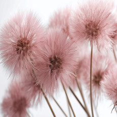 3D-s rózsaszín természetes dandelion fotótapéta hálószobába vagy nappaliba