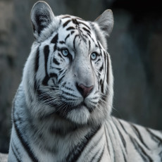 Fényképes tapéta: fehér tigris, állatok, természet – hálószoba, nappali falára