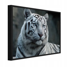 Fekete keretes vászonkép tigris állatok nappali hálószoba 120x80