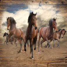 Fototapeta konie galop pył drewno brązowy salon sypialnia tapeta flize