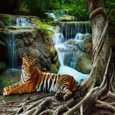 Falfestmény: tigris, vízesés, dzsungel, nappali