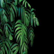 Fali tapéta monstera levelekkel, fekete nappali
