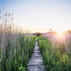 Falfestmény: nádas, naplemente, nappali