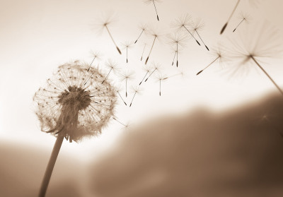 Wall mural dandelion seeds sepia sunset minimalist