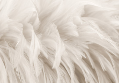Wall mural delicate white feathers pastel beige boho abstract