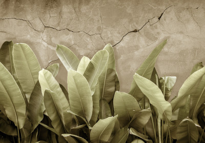Fototapeta liście bananowca ściana sepia zielony beżowy salon sypialni